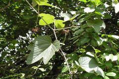 Ampelocissus latifolia